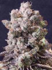 Flo80 cut2  Opium Paradise Seeds (14)