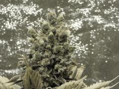 Paradise Seeds Flo68 (7)