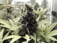 Opium Paradise Seeds (1)
