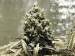 Paradise Seeds Flo68 (8)