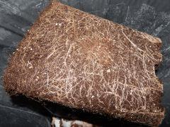 Flo80 cut2  Opium Paradise Seeds (41).JPG