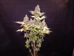 Flo80 cut2  Opium Paradise Seeds (31)