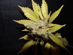 Flo 83 Paradise Seeds Opium (18)