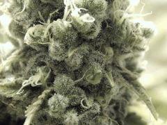 Paradise Seeds Opium Flo 60 (8)