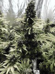 Paradise Seeds Opium  (18)