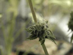 Paradise Seeds Opium Flo 64 (18)