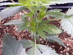 Opium Paradise seeds (11)