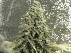 Paradise Seeds Opium Flo50 (6)