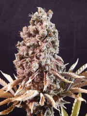 Flo80 cut2  Opium Paradise Seeds (21)