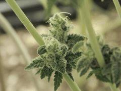 Paradise Seeds Opium Flo 64 (20)