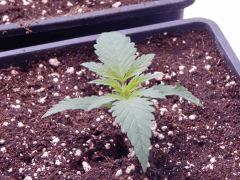 JDC Opium Paradise seeds (12)