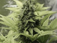 Paradise Seeds Opium Flo50 (8)