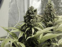 Paradise Seeds Opium Flo 64 (6)