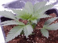 Opium Paradise seeds P  (10)