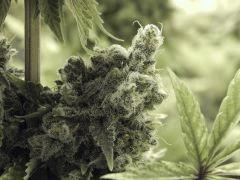 Opium Paradise Seeds (9)