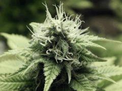 Opium Paradise Seeds  (7)