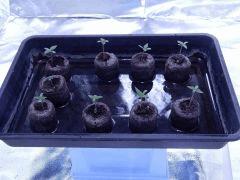 Opium (1)