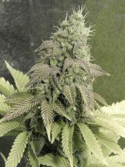 Paradise Seeds Opium Flo middle (20)