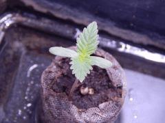 Opium (7)