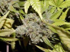 Flo 83 Paradise Seeds Opium (13)