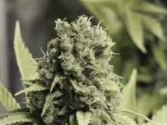 Paradise Seeds Opium Flo 60 (13)