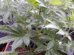 Opium Paradise seeds As (11)