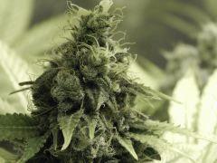 Paradise Seeds Opium Flo 60 (22)