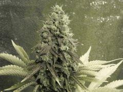 Paradise Seeds Opium Flo 55 (9)