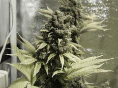 Opium Paradise Seeds (3)