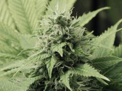 Paradise Seeds Opium (3)