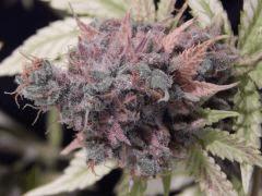 Opium Paradise Seeds Cut (22)
