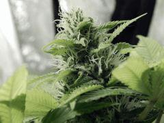 Opium Paradise Seeds  (14)