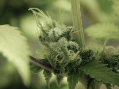 Paradise Seeds Opium détails (2)