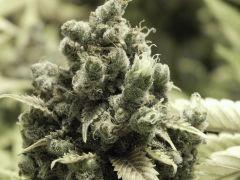 Opium Paradise Seeds (7)