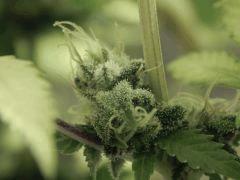 Paradise Seeds Opium détails (1)