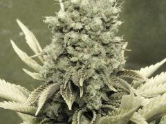Paradise Seeds Opium Flo 60 (1)