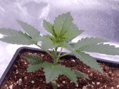 Opium Paradise seeds P  (13)