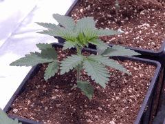 Opium Paradise seeds P  (6)
