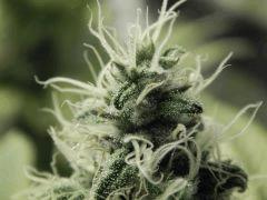 Paradise Seeds Opium Flo middle (10)