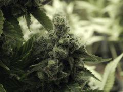 Paradise Seeds Opium Flo 64 (13)