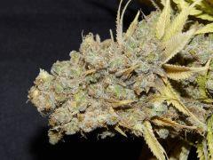 Flo 83 Paradise Seeds Opium (16)