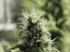 Paradise Seeds Opium Flo middle (8)