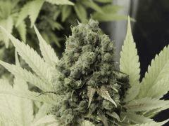 Paradise Seeds Opium  (8)
