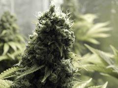 Paradise Seeds Opium Flo 55 (8)