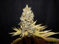 Flo 83 Paradise Seeds Opium (6)
