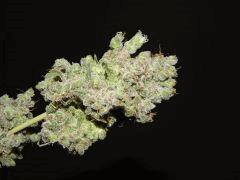 Opium Paradise Seeds Cut (28)