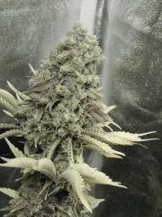 Paradise Seeds Opium  (11)