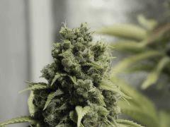 Paradise Seeds Opium Flo 55 (2)