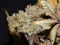 Flo80 cut2  Opium Paradise Seeds (9)