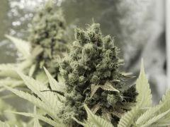 Paradise Seeds Flo68 (9)